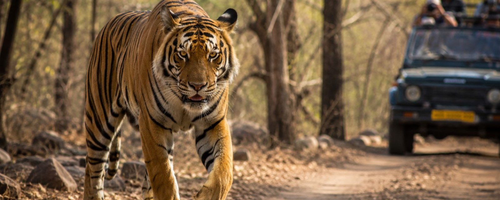 Ranthambore
