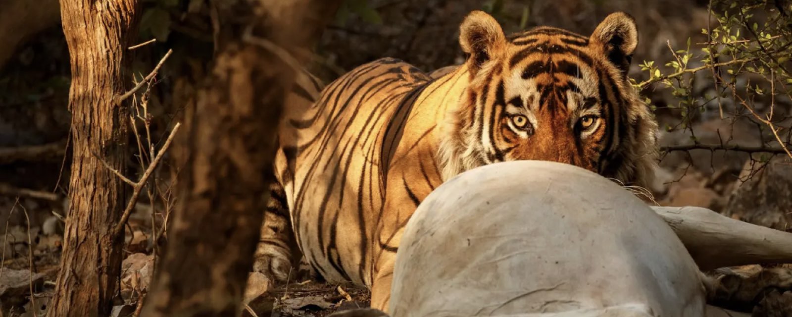 Pench National Park