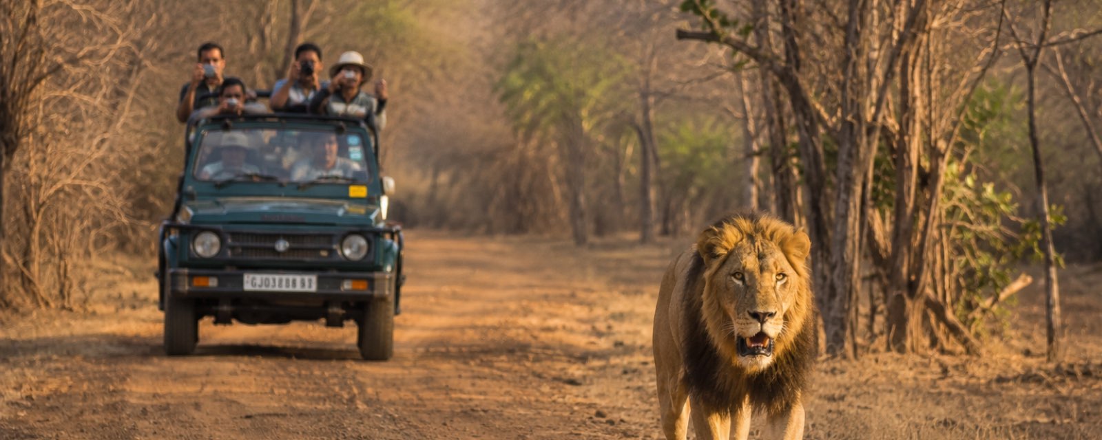 Gir National Park